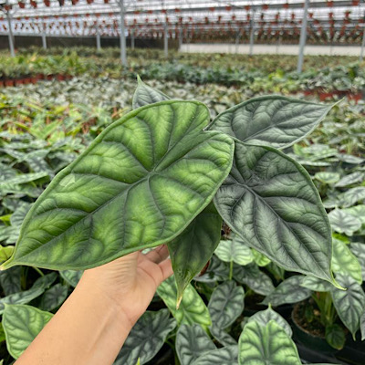 4" Alocasia Dragon Scale